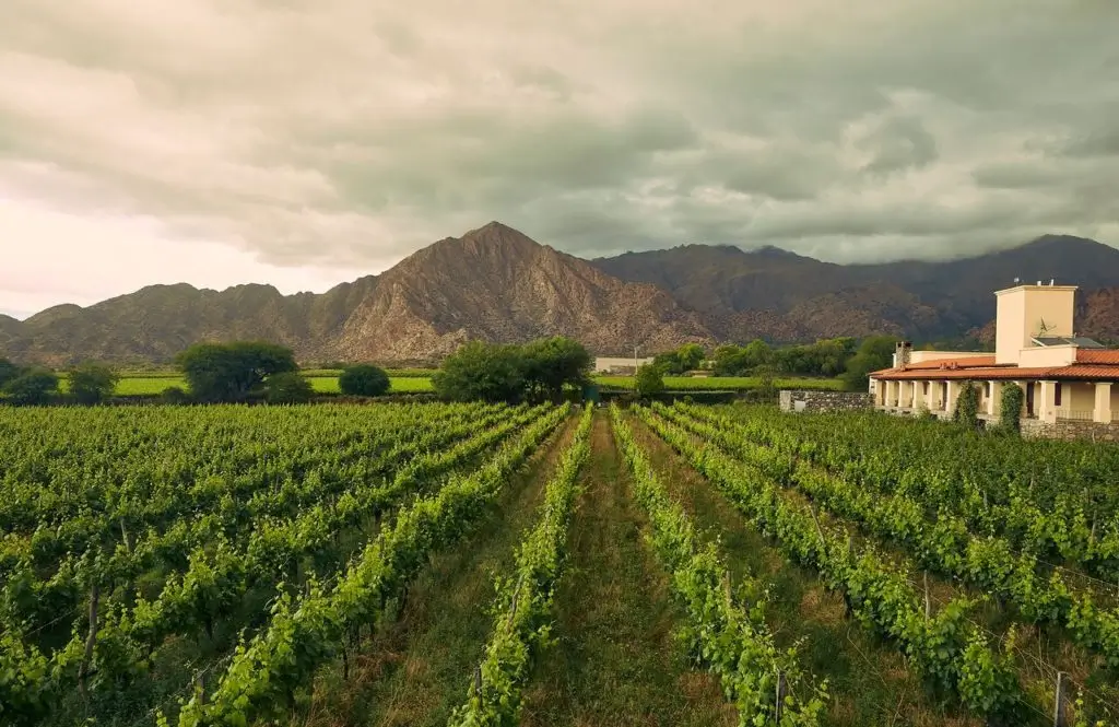 Viñedos Cafayate
